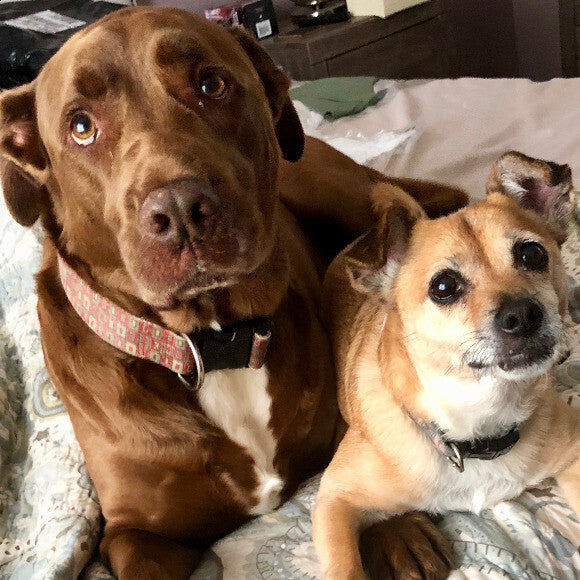 Guinness and Maggie