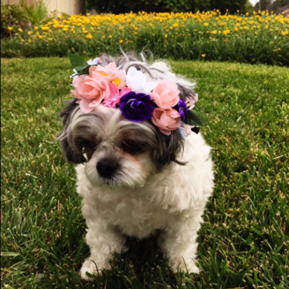 She wanted to go to Coachella.
