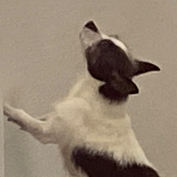 I�d climb the wall for Honest Kitchen!