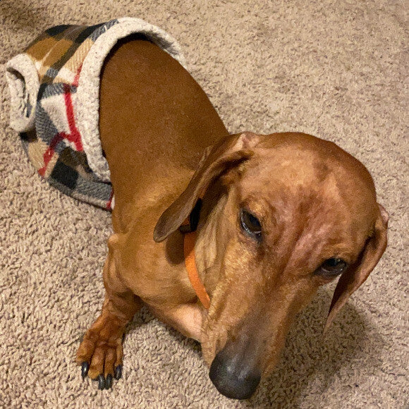 This photo is from almost a year ago, you can see his sparce fur in the head and a little in his chest area.