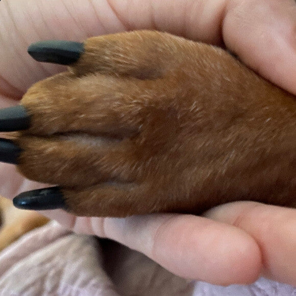 His swallow paw because of his heavy licking. Almost every morning he woke up like this.
