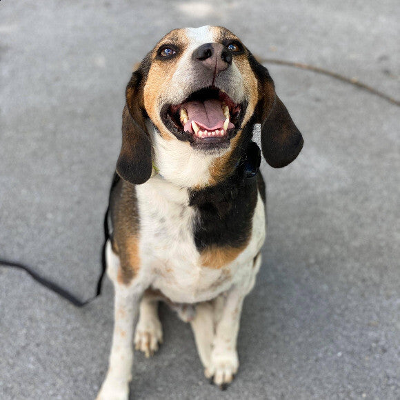 Bert going to see his dog park friends for his 6th birthday.