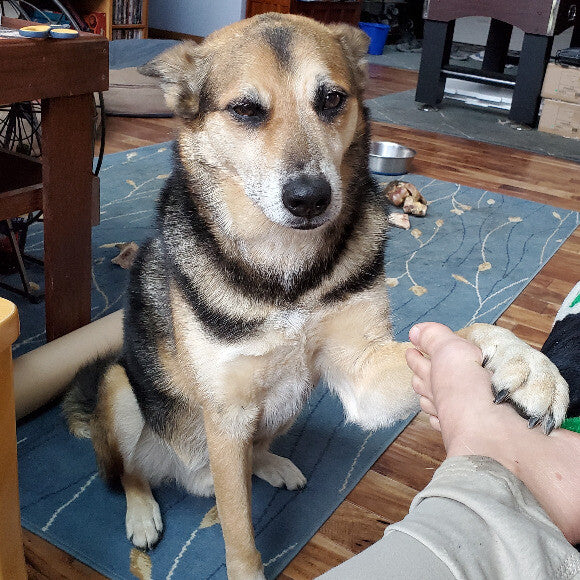 Dakota asking for honest kitchen for dinner!