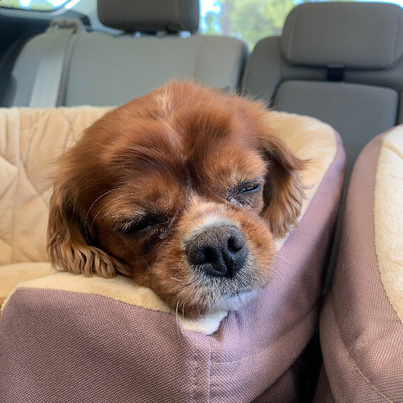 Fell a sleep on my car ride