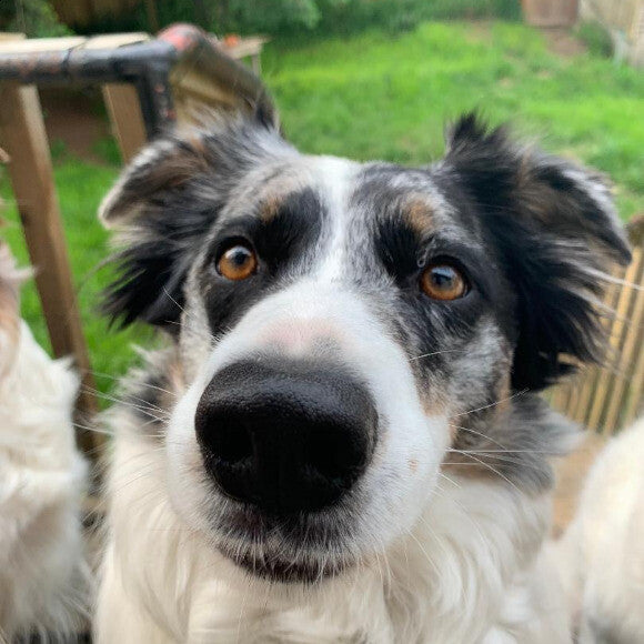 Moon waiting for his Honest Kitchen dinner!