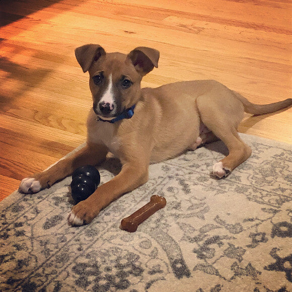 First night out of the shelter