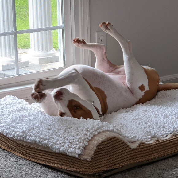 Happy dog, happy family :D