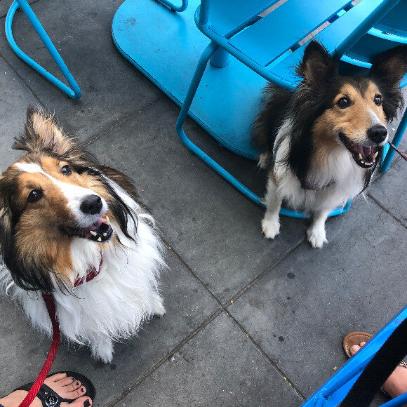 Faera and Marley - the day that changed her life!