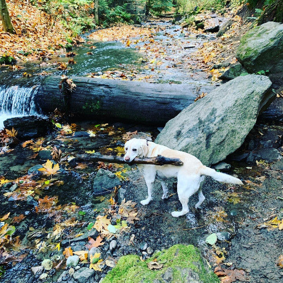 I Like Big Sticks and I Cannot Lie...