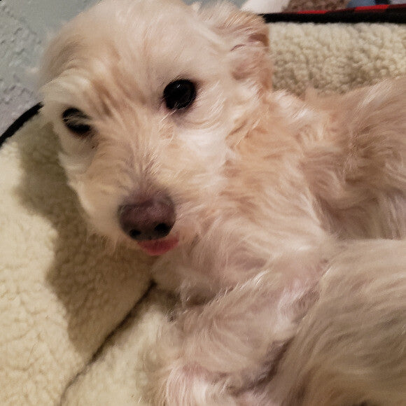 Sometimes my tongue falls out my mouth, because I don't have teeth there.