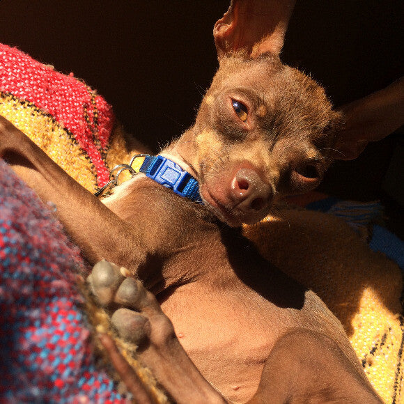 Basking in the sun after a morning walk and an Honest Kitchen breakfast