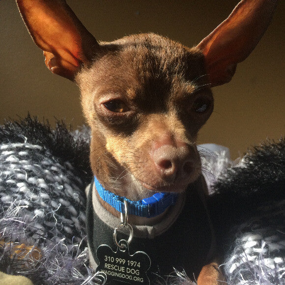 Radar has the biggest ears. Have you ever seen such big ears on a small dog before?