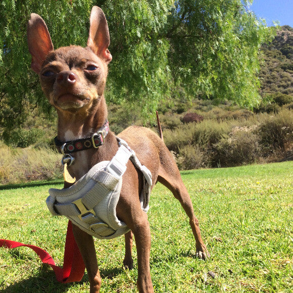 Radar's first outing at the park.