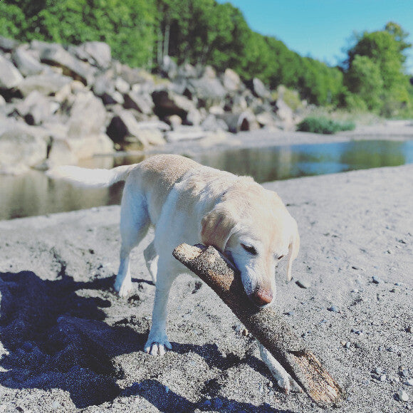 Beach walks and sticks are my favorite