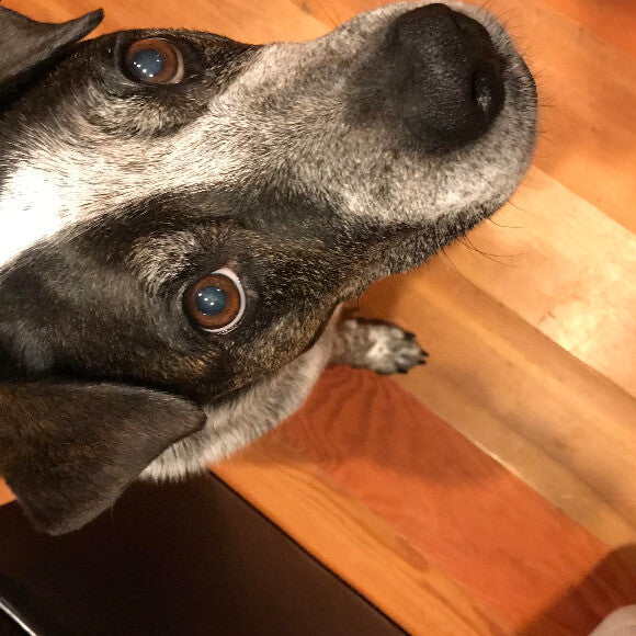 The only good dog I have. She is truly a sweetie and actually listens. The two little ones believe the rules do not apply to them.