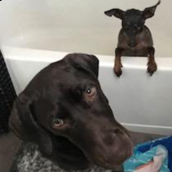 Sarge - Min Pin nKobe - GSP