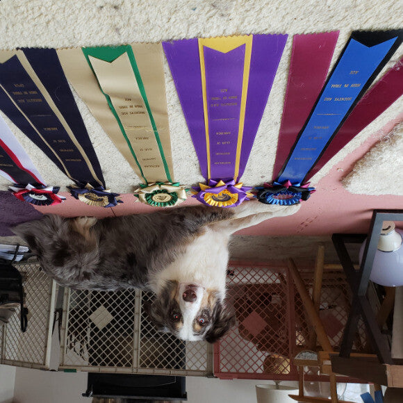 Orion champion agility (ACE) ASCA with his high in trial ribbons