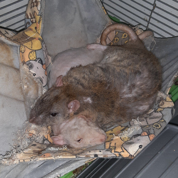 Rattie boys