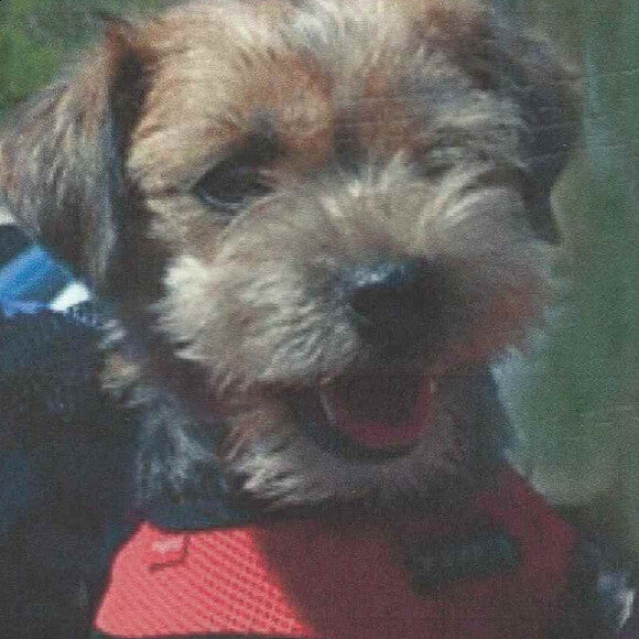 Our wonderful, happy, adventurous, loving Mazie.