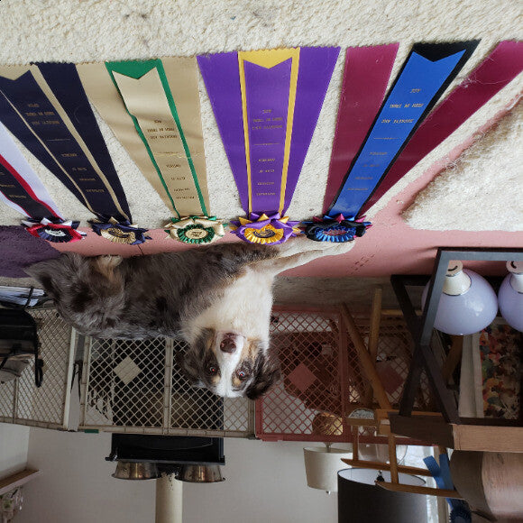 Orion ASCA ACE agility champion with high in trial ribbons
