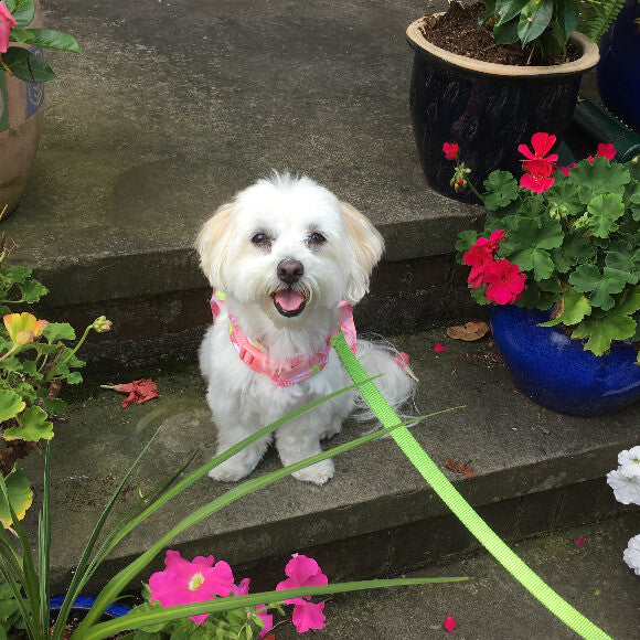 Molly the Maltipoo