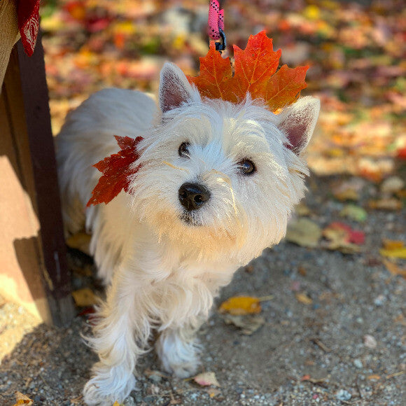 Zoey