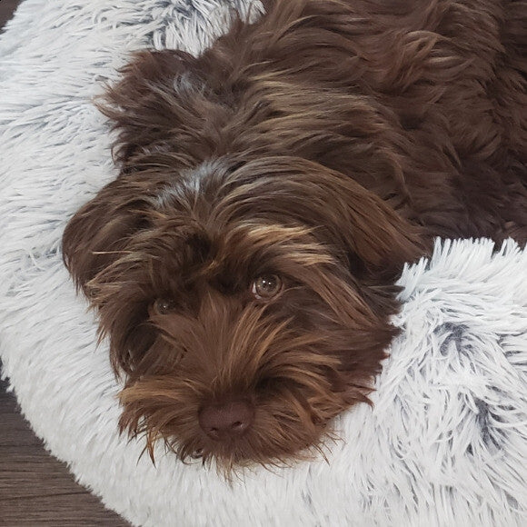 Tilly before the puppy sized clusters