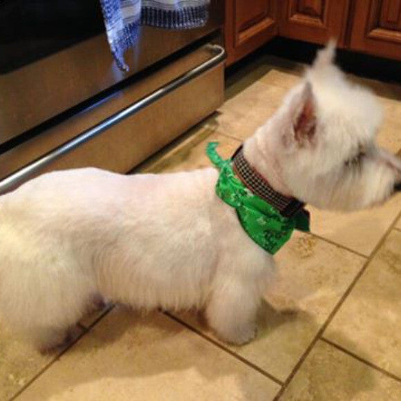 Abby, who is a rescue so we are not certain of her actual age, but a senior and has really bad food allergies!