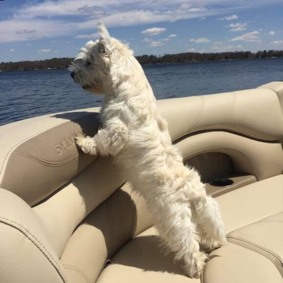 Paisley loving the lake!