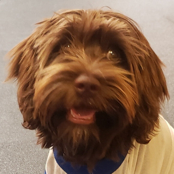 Tilly AFTER eating her puppy sized clusters