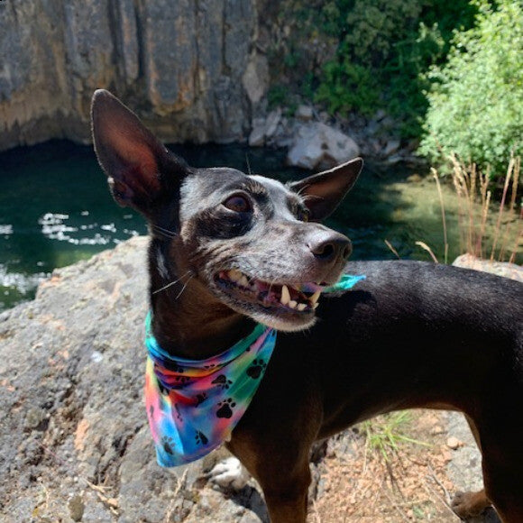 Olive always living her best life adventuring!