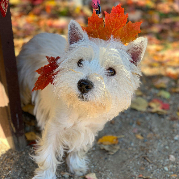 Zoey
