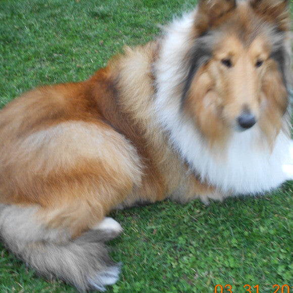 Loretta, enjoying outside in nice weather, waiting for her dinner.