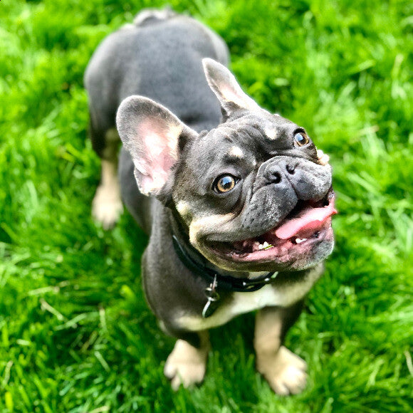 this is the face of a happy, healthy two year old french bulldog Louie! He gets comments all the time on how strong, beautiful and trim he is. Also his coat is insane!