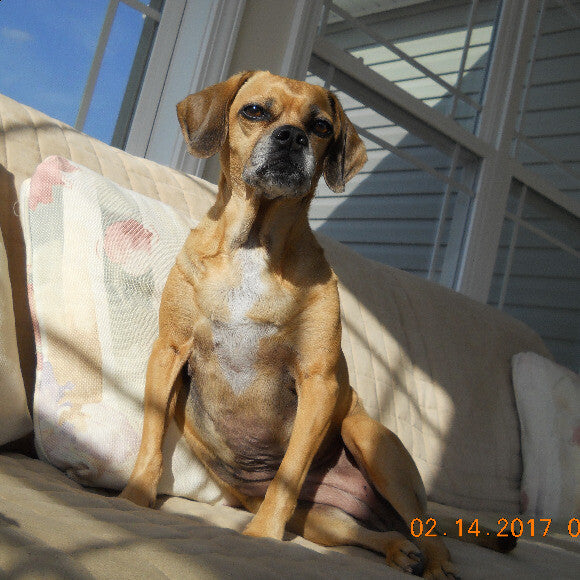 Kayla doing what she loves to do sitting in the sun. She takes such a great pic. Love her!!