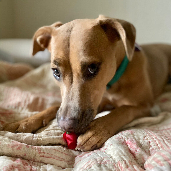 Playing with a plastic rose, giving the naughty side eye
