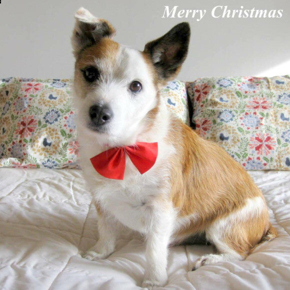 Decked out for the Holidays
