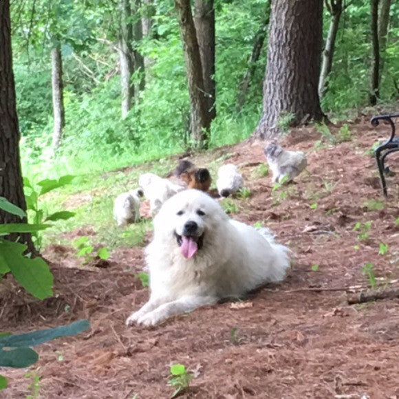 pic of one of my dogs with his chickens