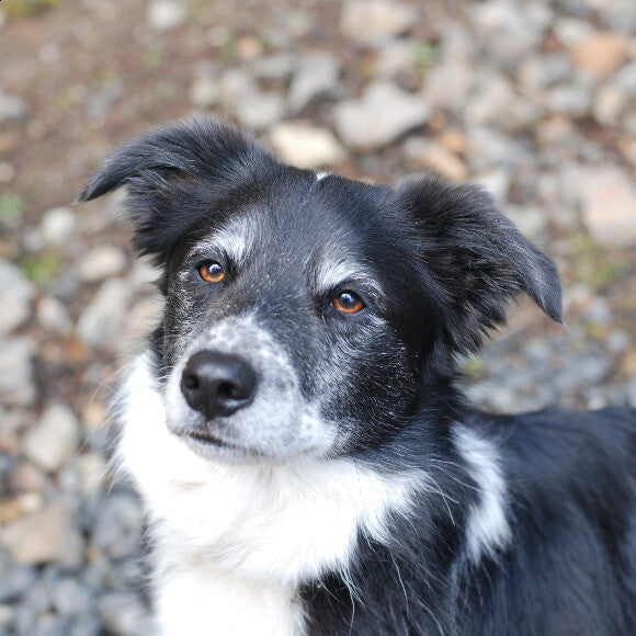 Fiona Girl