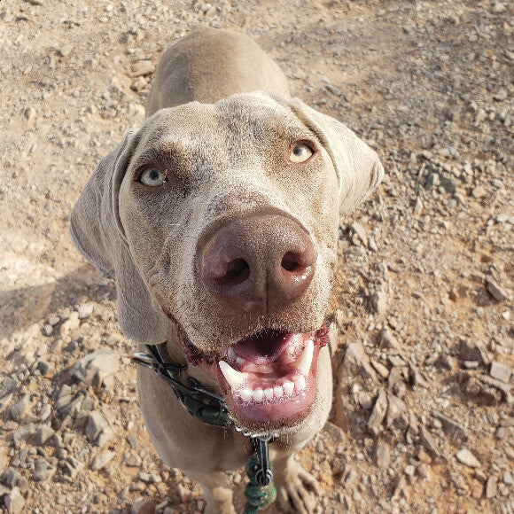 West the Weimaraner