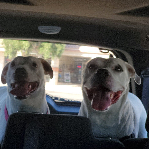 on the way to the pet store to pick up some Honest treats.