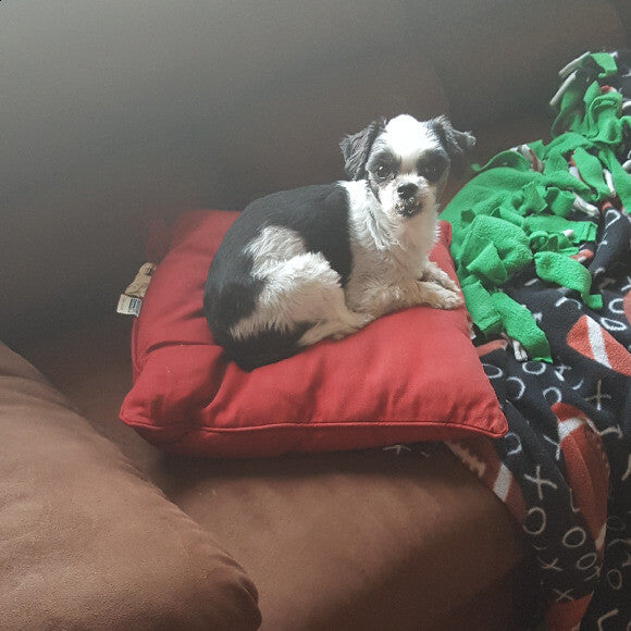 Her Royal Highness perched upon one of her many thrones