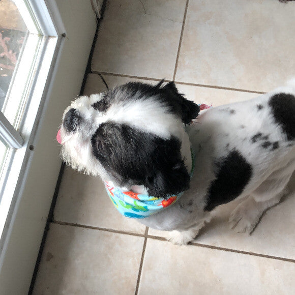 Leo getting ready to go out after eating!