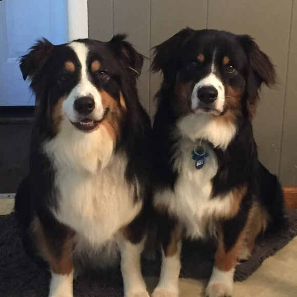 Oso and Mr.Dibs