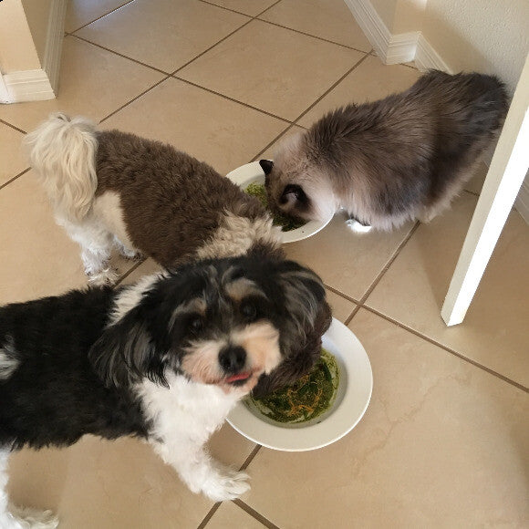 Cat loves the fish dog food