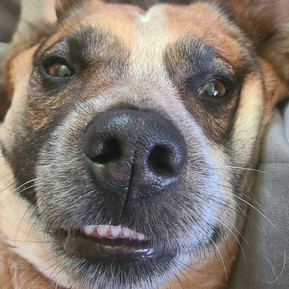 He is the sweetest most lovable cuddle bug!
