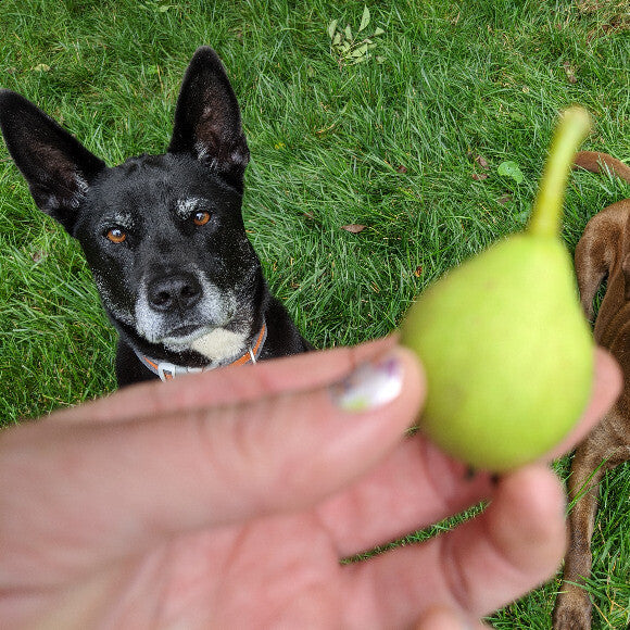 Pears are his favorite! He jumps up and grabs the branches to shake them off the tree!