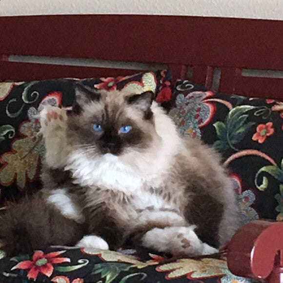 Bella long hair Ragdoll