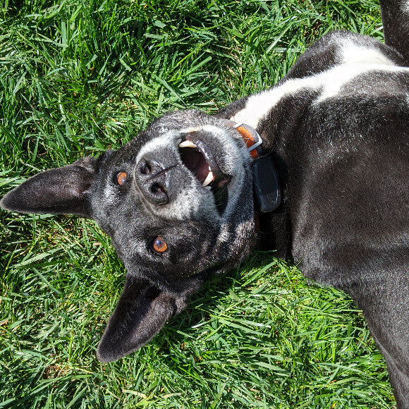 Goofin in the spring grass. Even at 7 years old he's got a lot of puppy in him!