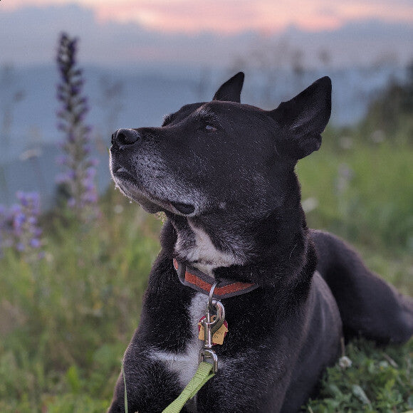 Always regal and dignified. Now with fur on his tummy! Since changing to Honest Kitchen O-dog's coat is full, soft, and healthy.